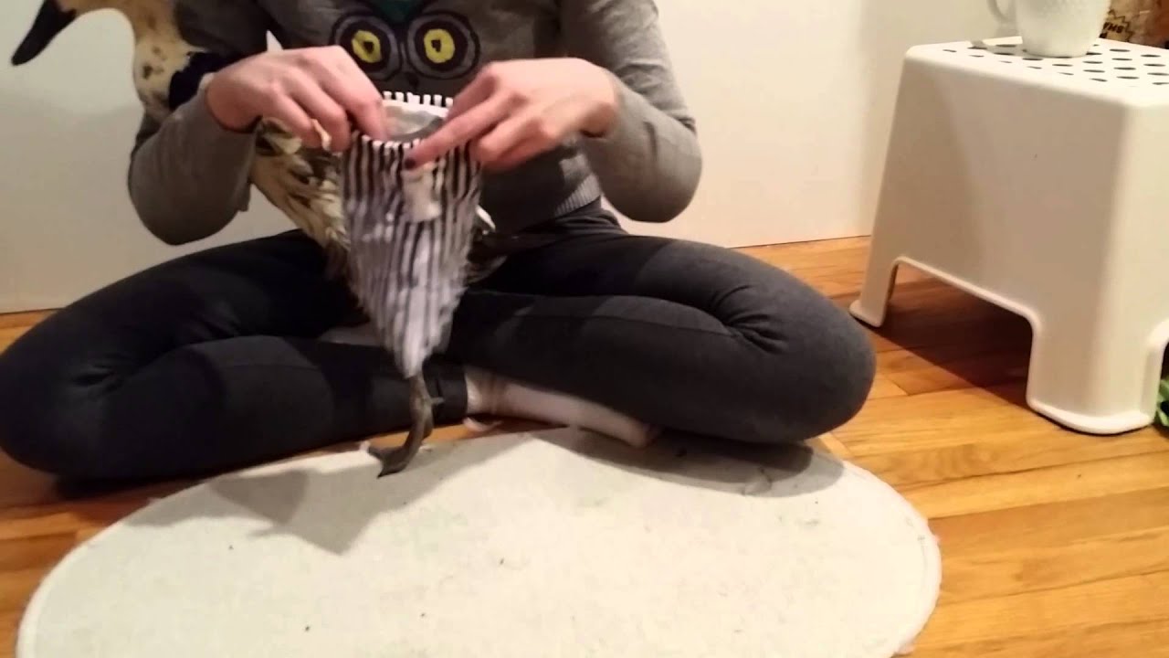 How-To put a Partyfowl closed tail diaper harness on a duck