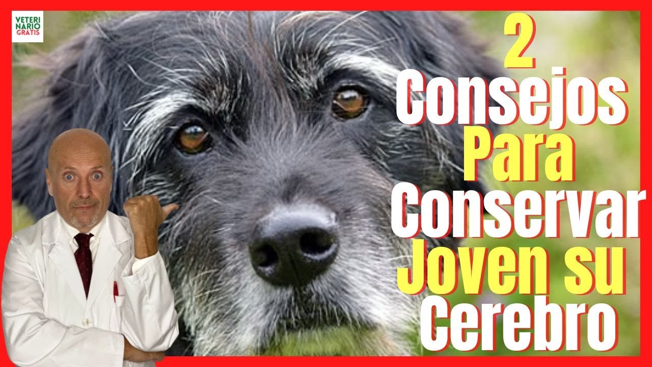 2 CONSEJOS PARA CONSERVAR JOVEN EL CEREBRO DE TU PERRO 💖 Y EVITAR LA DEMENCIA SENIL EN PERROS