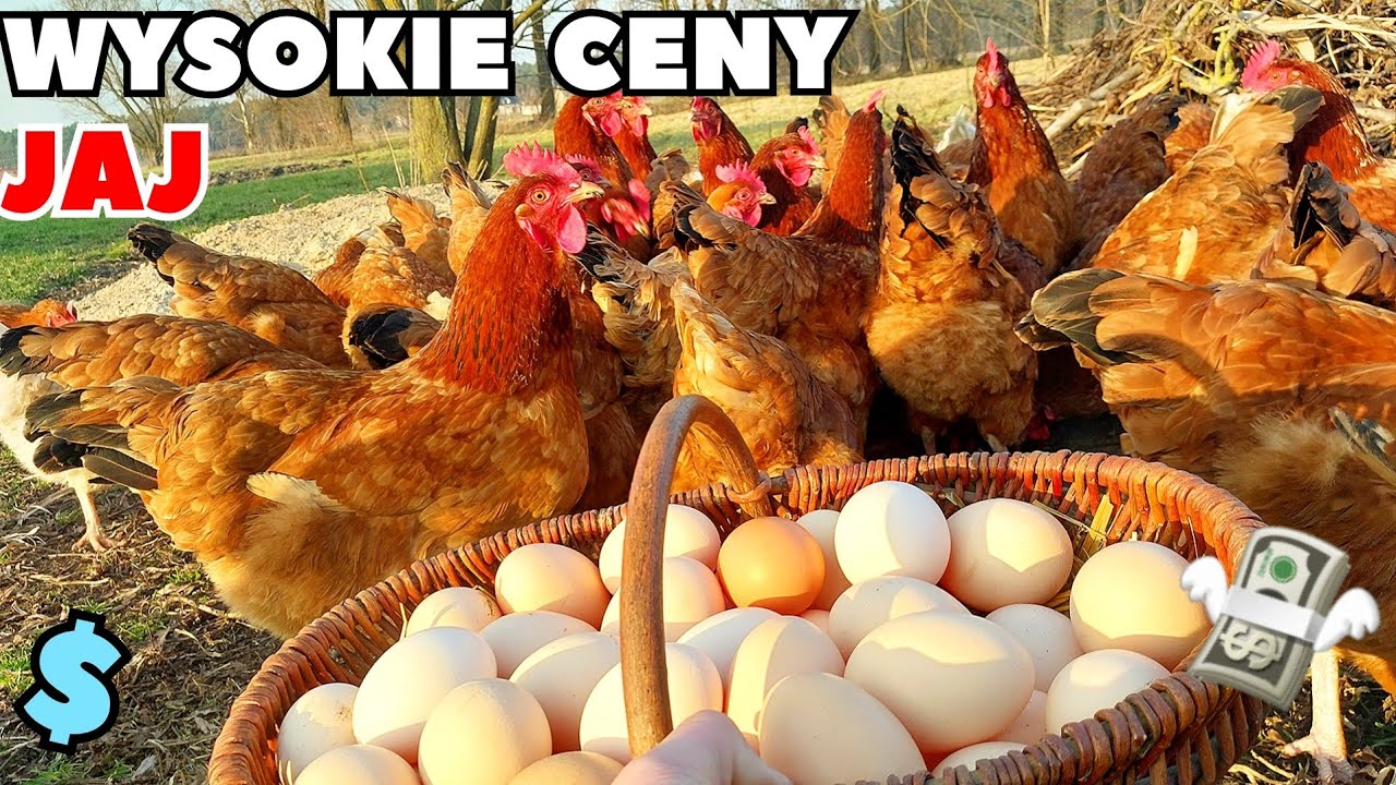 Rekordowe CENY jaj 📈 - jakie są? | Od czego to zależy?