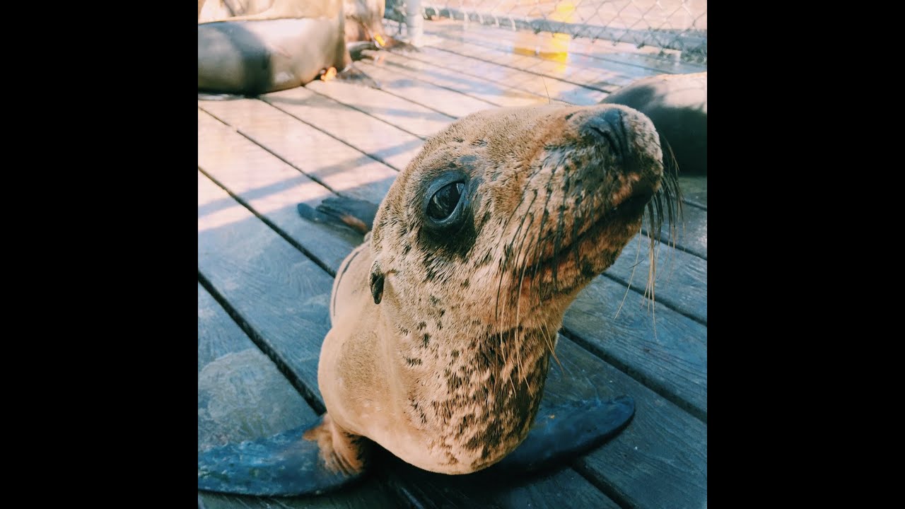Caring for Stranded Sea Lions with CIMWI