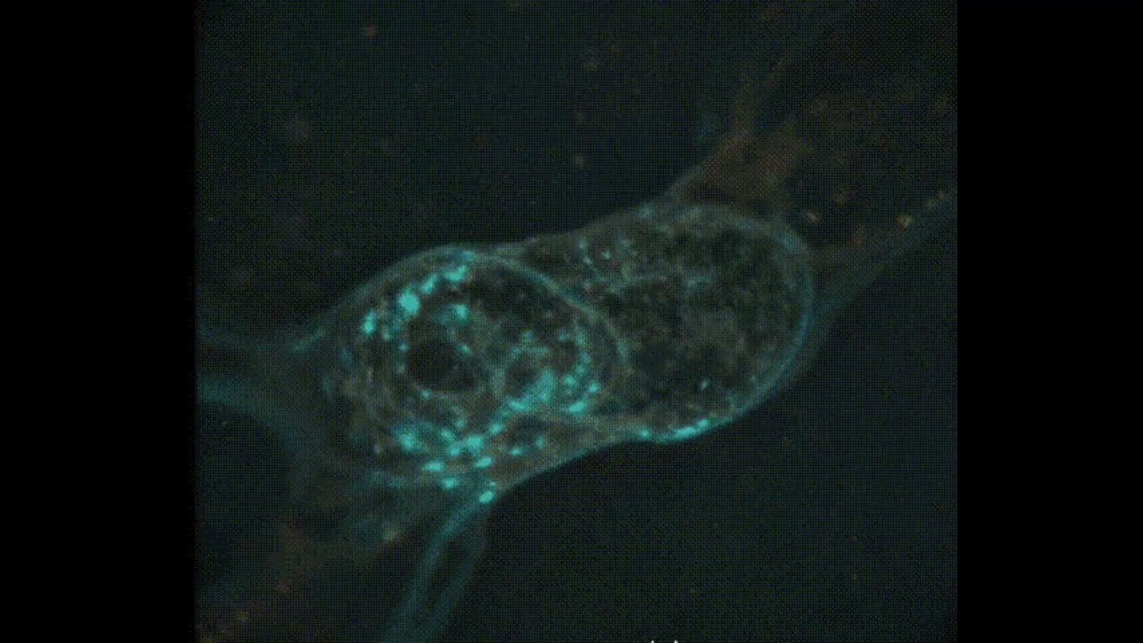 FRAGMENT_LOGS : LOG_06 // Genetic Drift [Ambient / Psybient 432Hz]