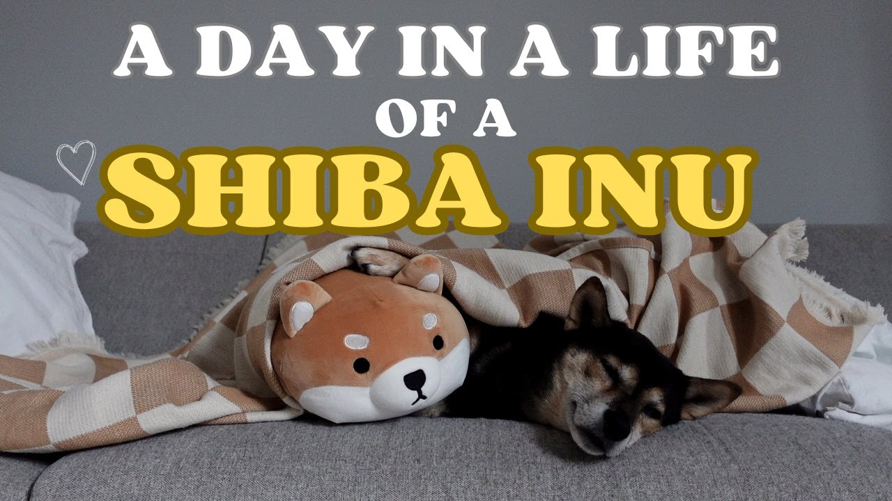 A Day in a Life of a SHIBA INU