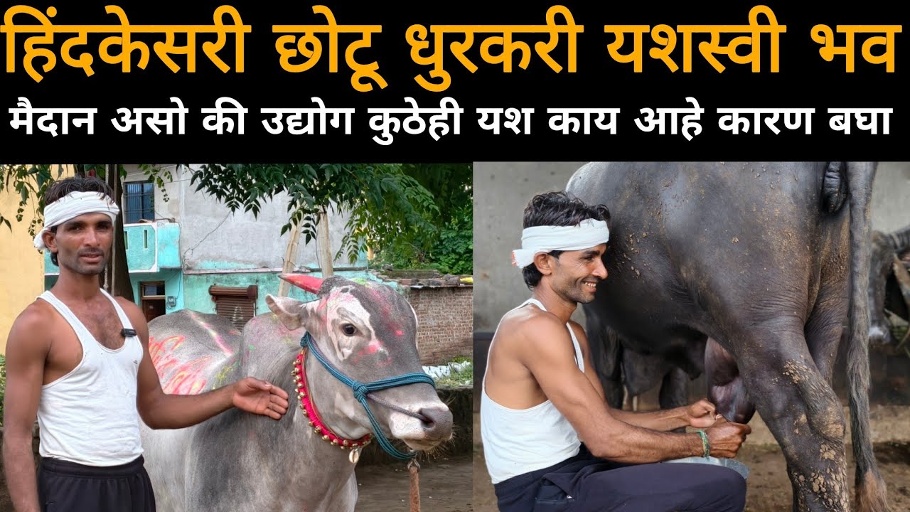 हिंदकेसरी छोटू धुरकरी यशस्वी भव | एकाही मैदानात गुलाल न घेता परतलो नाही बघा छोटू भाई काय म्हणतात