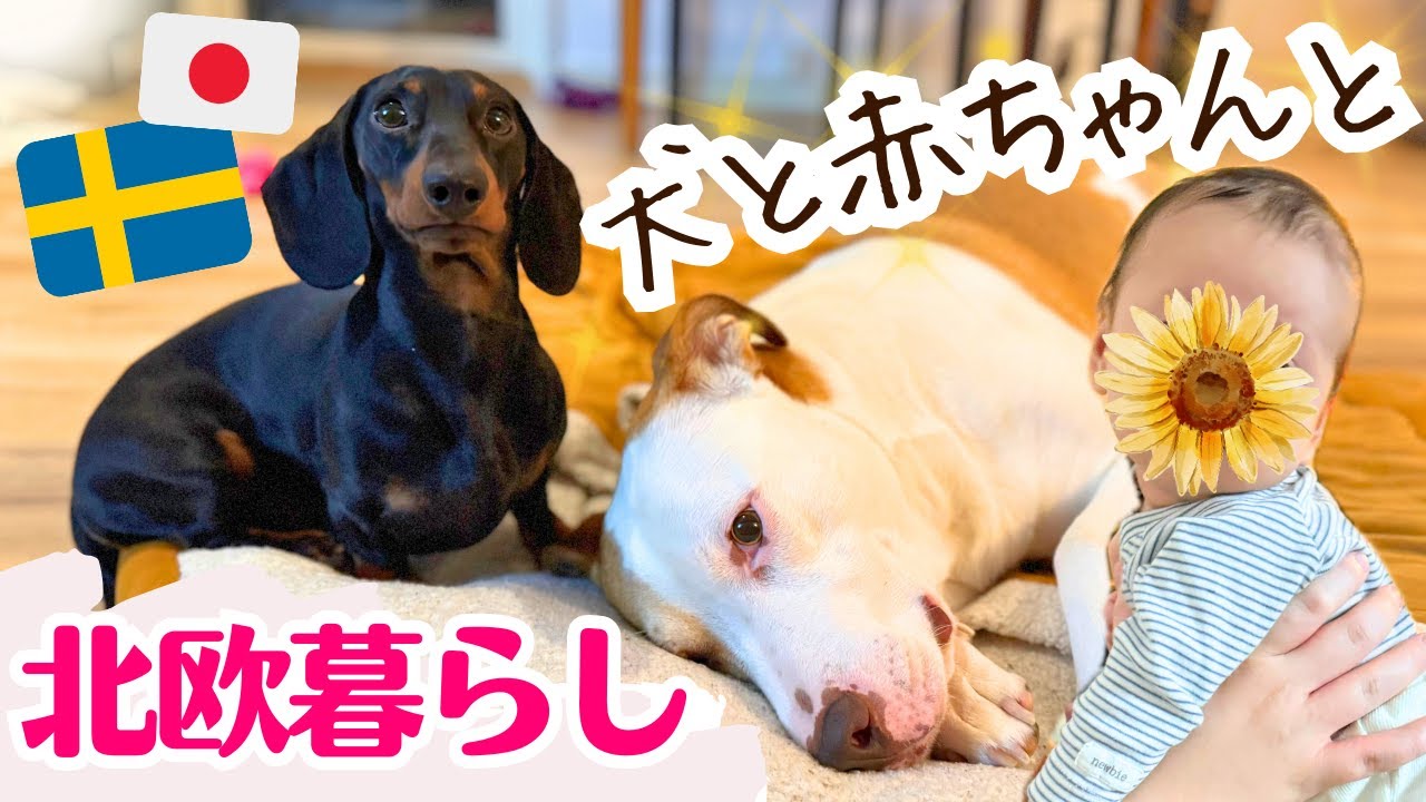 【生後2ヶ月】犬と赤ちゃんのいる生活🌿 ブライアンに弟？わんこ2匹の1日ルーティン🐶