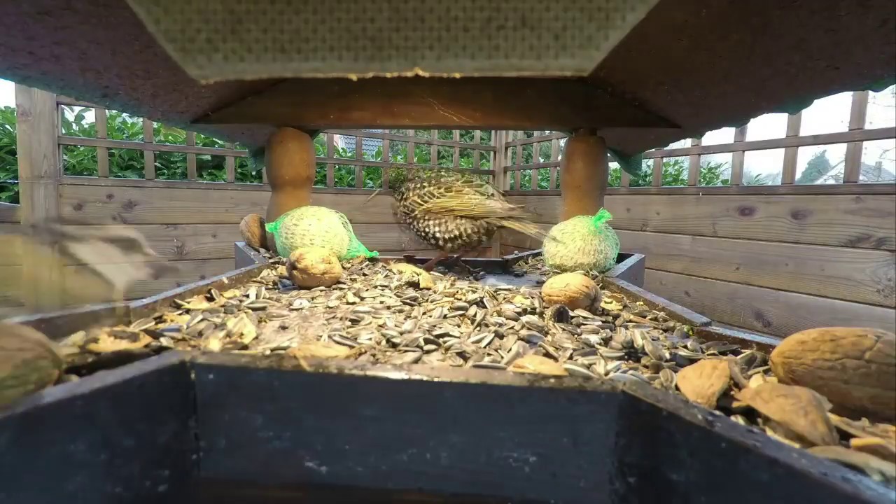V&ouml;gel (Stare, Meisen, Amseln) pl&uuml;ndern in 