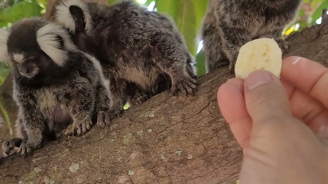 Os micos 