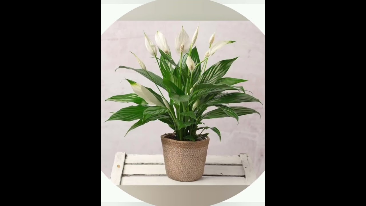 Peace Lily = Pure Elegant Home Decor 🤍🌿