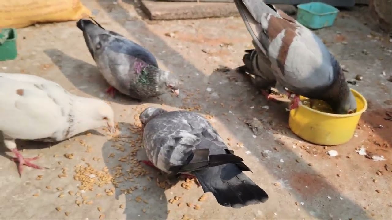 আজ আমি পায়রা গুলোকে ডিমের খোসা খাওয়ালাম ডিমের খোসা খাওয়ালে প্রচন্ড উপকার