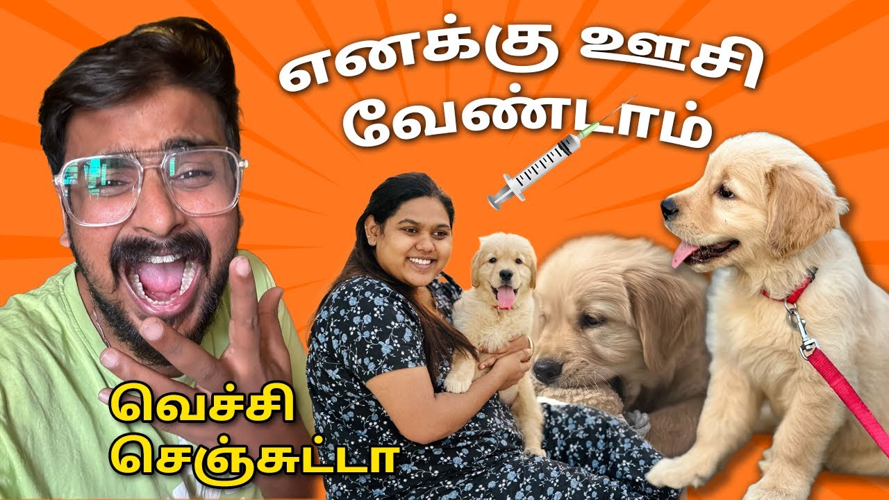First Injection For Rani - My Wife Cried🥲 Golden Retriever Puppy | Tuberbasss Dog - Tamil Vlogs