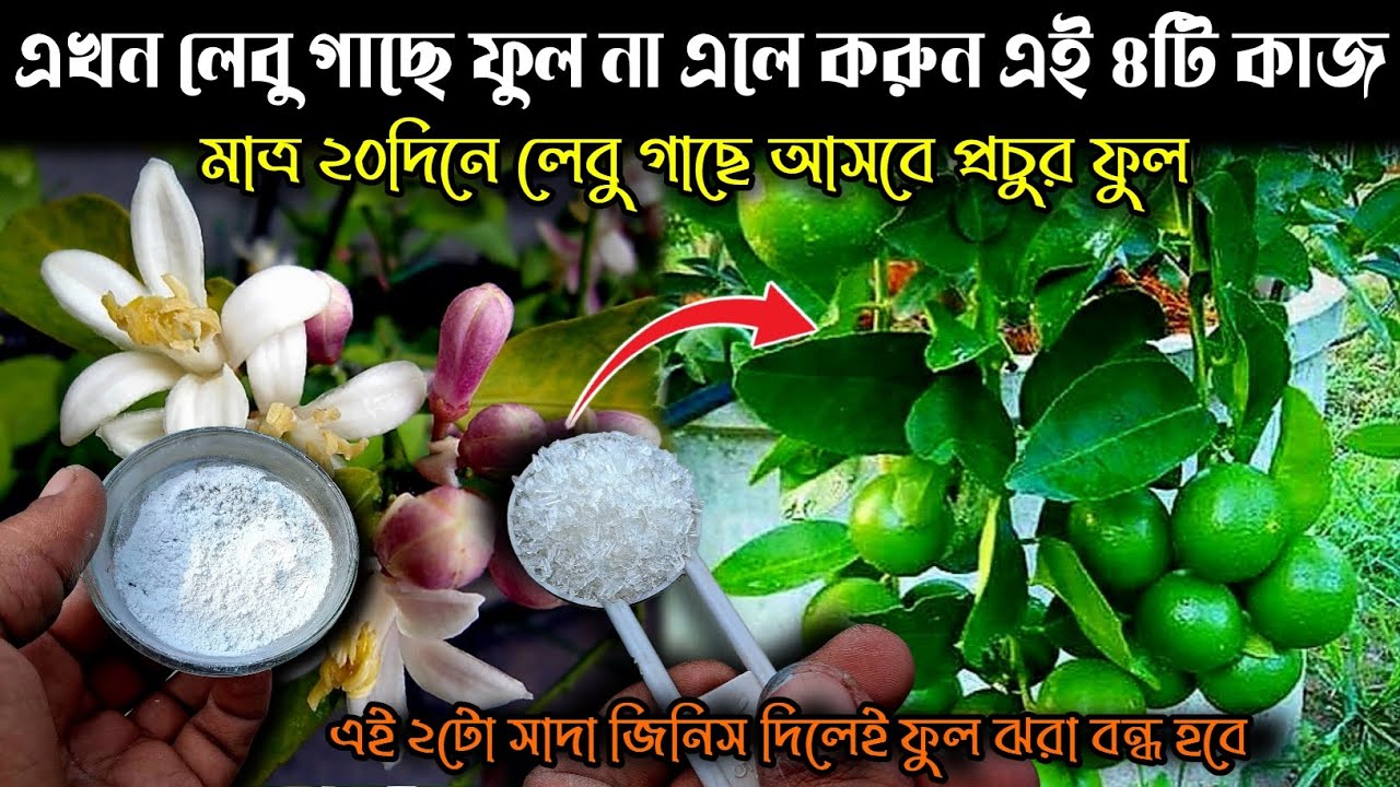 এখন লেবু গাছে ফুল না এলে করুন এই ৪টি কাজ মাত্র ২০দিনে আসবে প্রচুর ফুল | Lemon plant care 