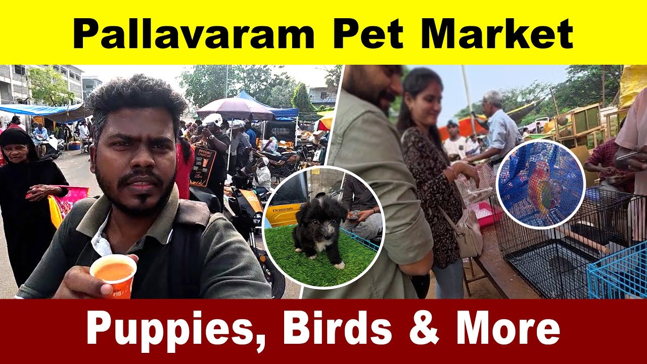 Pallavaram Pet Market 🐶🐦| Pallavaram Pet Market Vlog | Pet Lovers Must Visit! | Pet Market Vlog