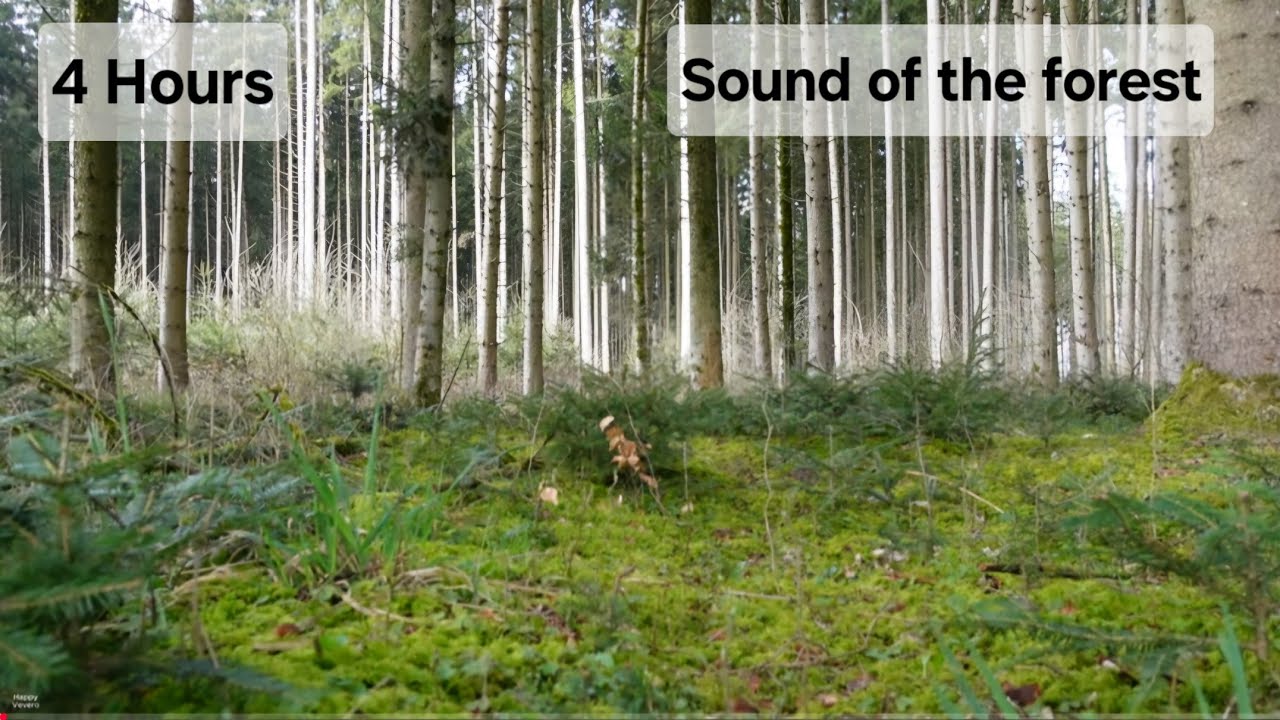 4k 4 hours sound of the forest, relax, good for sleep, white noise, meditation