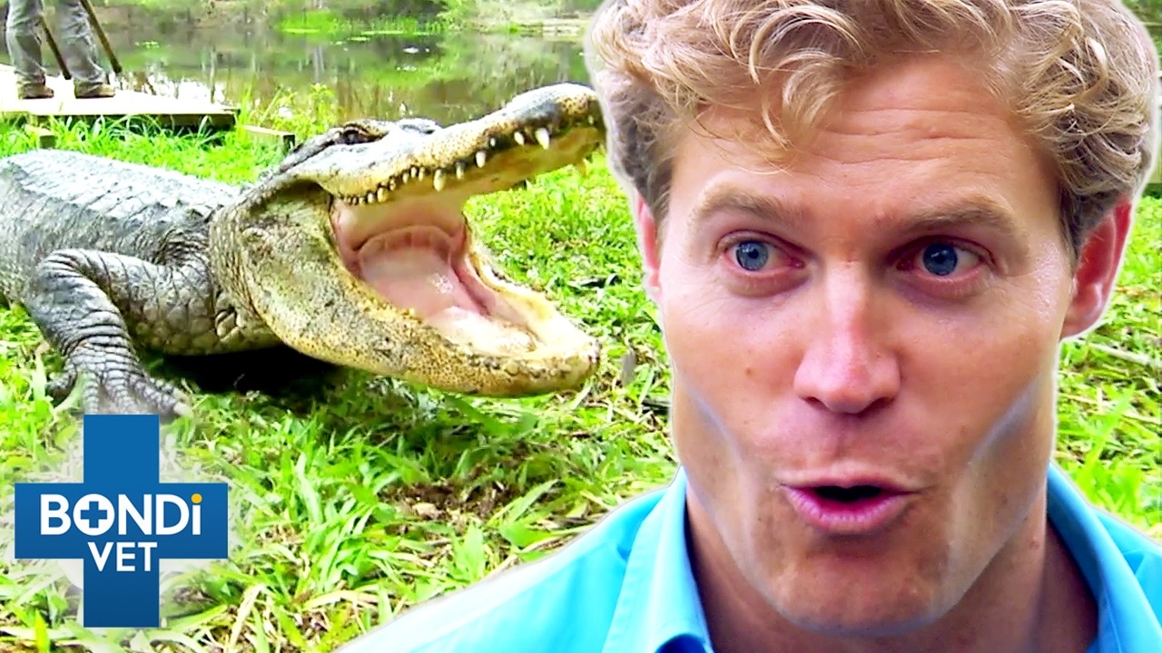 Brave Vet Stitches Up HUGE Gator's Wounds! 😱| Bondi Vet To The Rescue