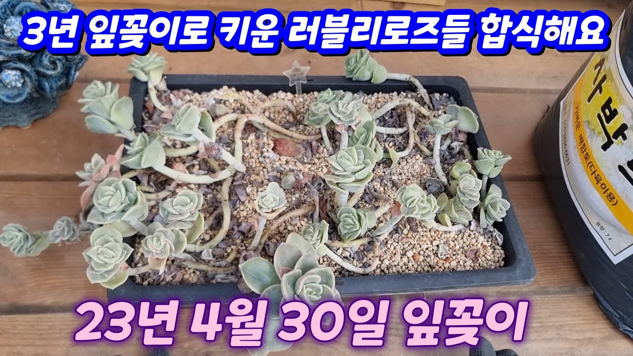26.3.5 🌹3년 잎꽂이로 키운 러블리로즈들 사박토 합식해요🌹#사박토 010-3436-6631 전국택배가능 유료광고포함 