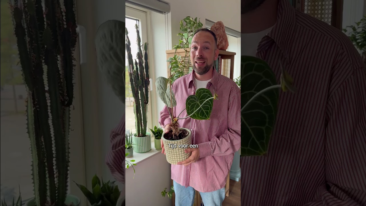 Intratuin - PlantEHBO - Kamerplanten in de winter