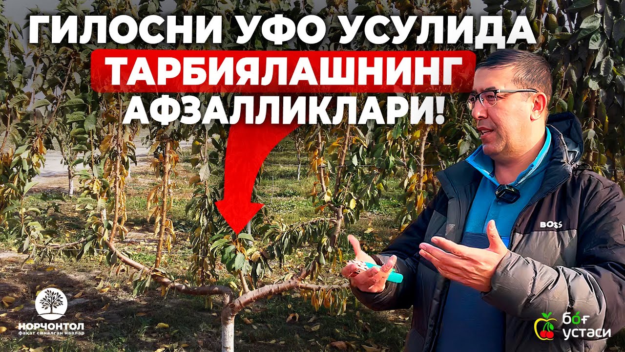 ЗАМОНАВИЙ ИНТЕНСИВ ГИЛОС ЕТИШТИРИШДА УФО УСУЛИ! | ШУҲРАТ АБРОРОВ #shuhratabrorov #gilos #shaklberish