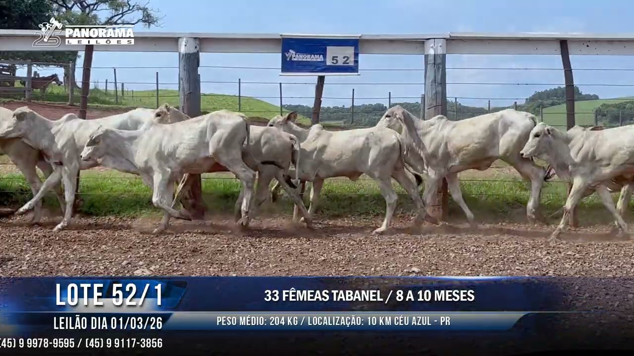 LOTE 52/1
