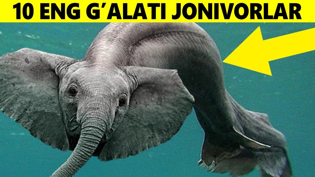 Yer Yuzidagi Eng G'alati 10 Ta Jonivor