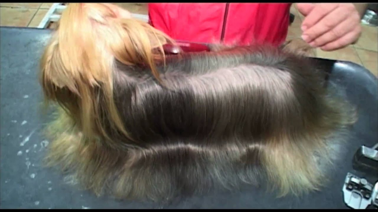 [Best Shampoo for Yorkshire Terrier]