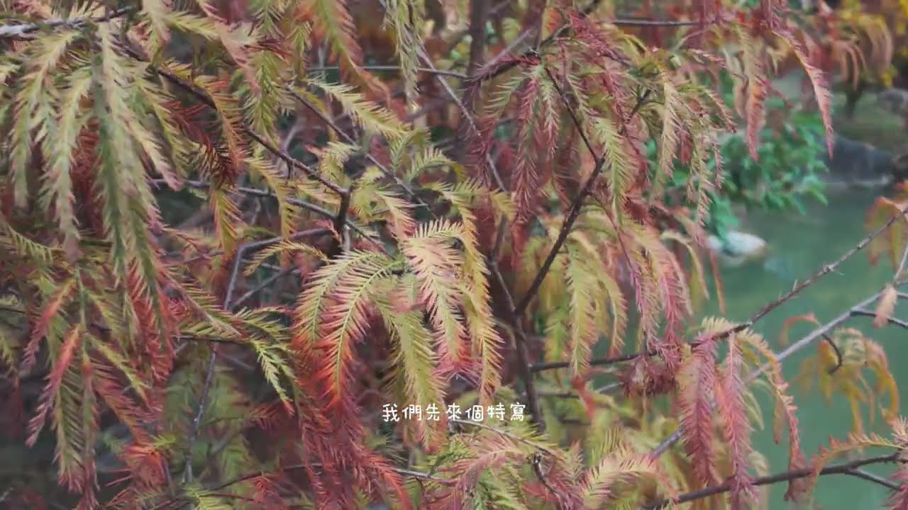 開箱高雄人氣景點 凹仔底森林公園 落羽松 | 沉浸式視角 ASMR環境音 無配樂 純文字 Vlog