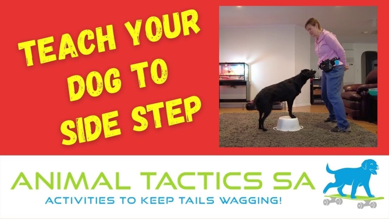 Teach Your Dog to Side Step - Advanced, Animal Tactics Level 2