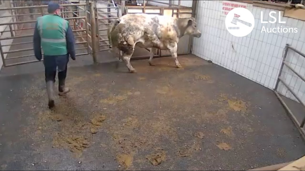 LSL Auctions - Popular Cow at Ennis Mart. Lot 6H, sold for 2790 at 860KG - LSLAuctions.com