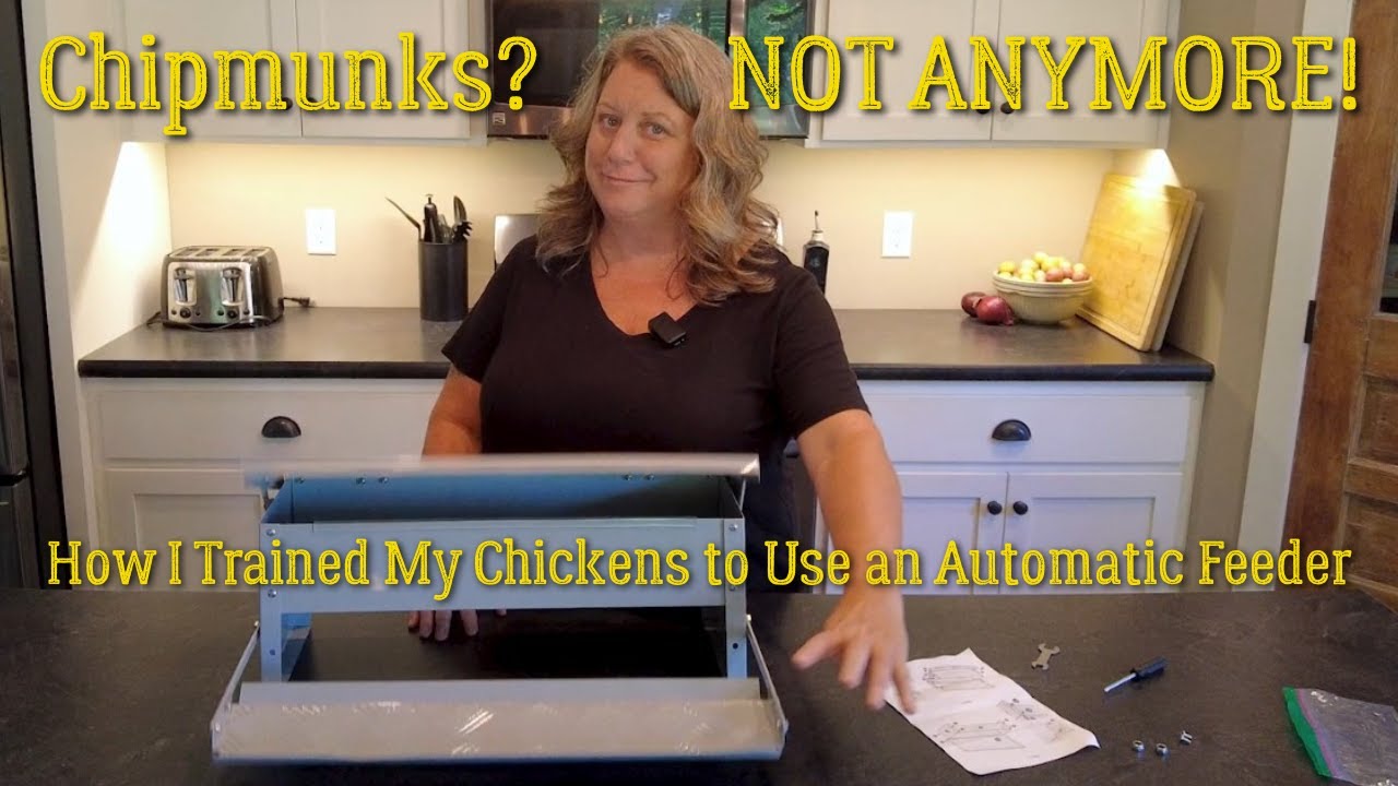 Automatic Chicken Feeder Review + How I Trained My Chickens to Use It | Stop Pests Stealing Feed!