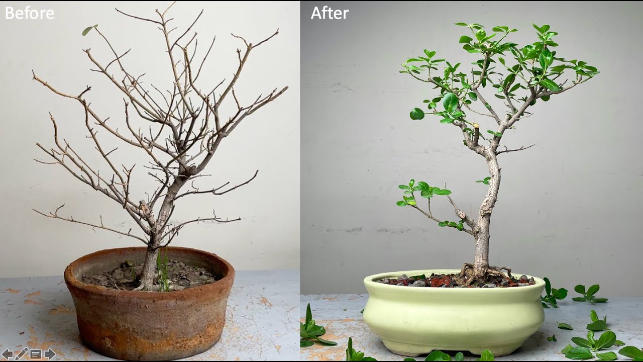 Making Bonsai From Nursery Material | Premna