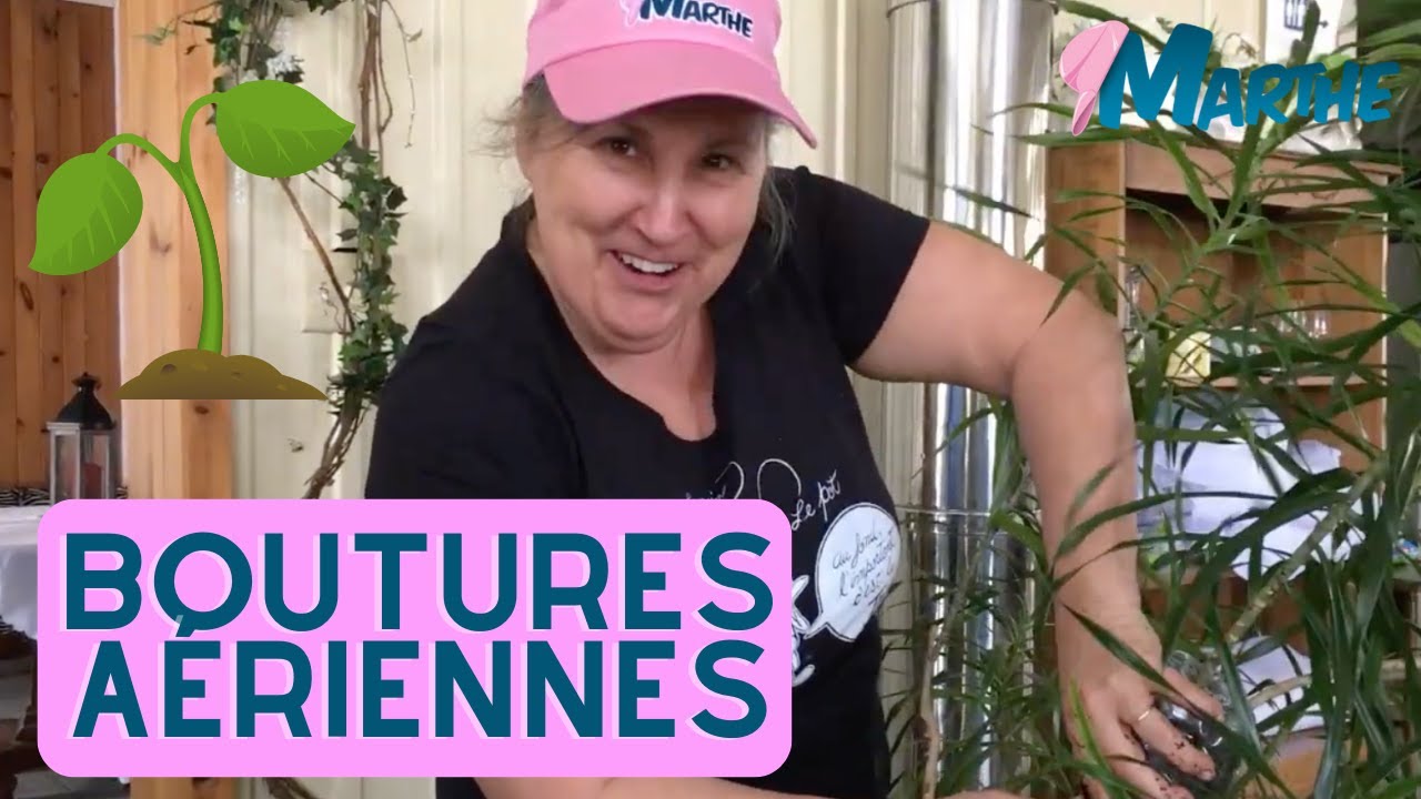 Comment faire des boutures aériennes? - capsule horticole