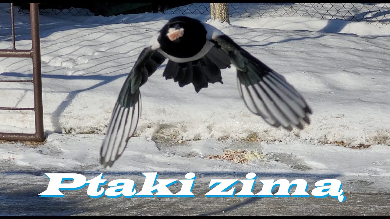 Czy dzikie ptaki potrzebują naszej pomocy?