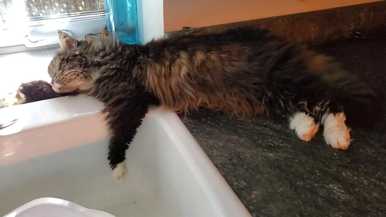 Rocky loved having naps near the kitchen sink