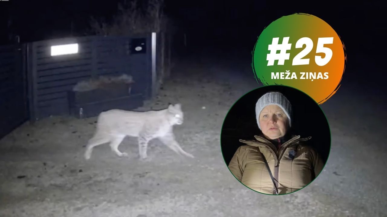 Mežus izcērt, lūši nāk mājās? Vai tur ir korelācija? Meža ziņas #25