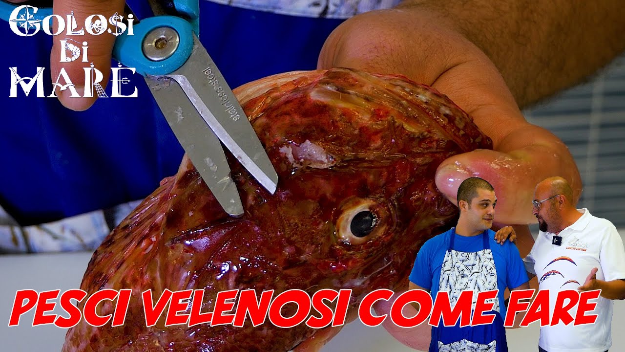 Come rendere innocui i pesci pericolosi Golosi di mare Ep 10