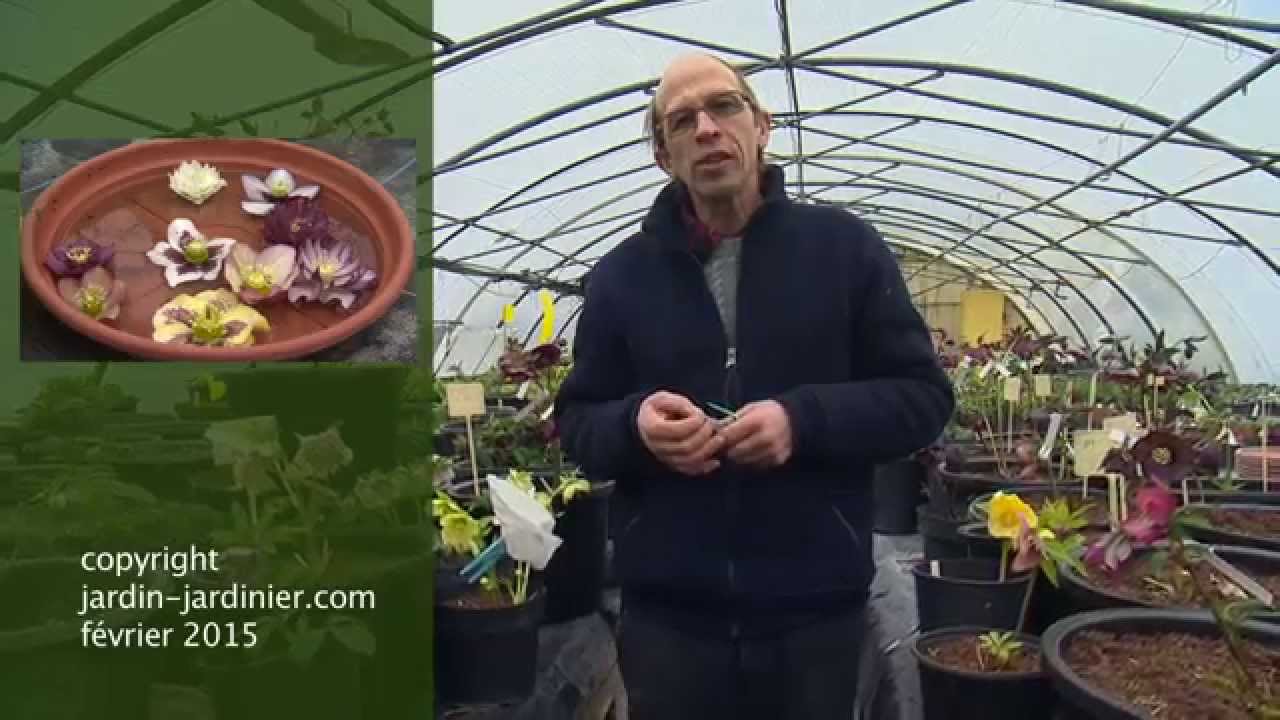 Parlons technique : l'hybridation des hellébores