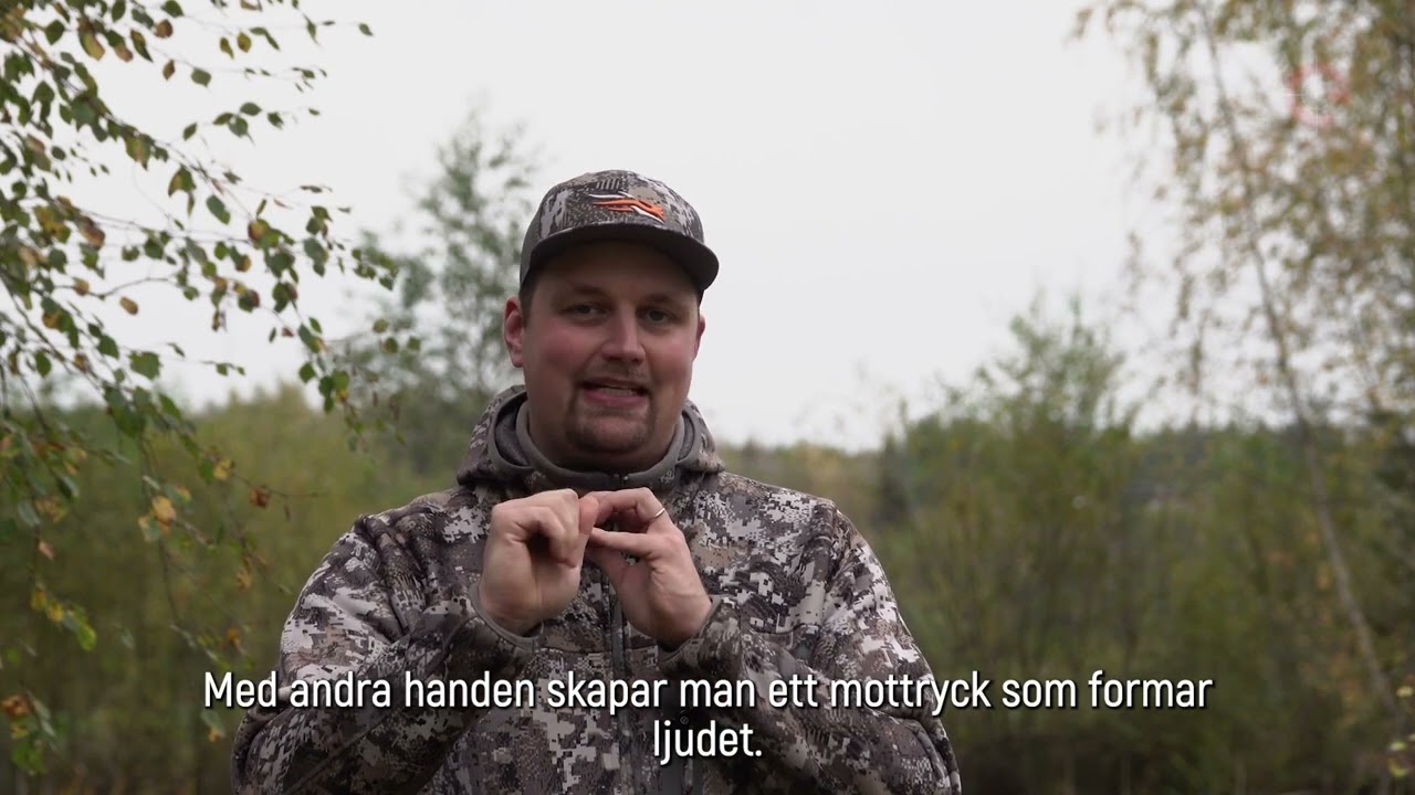 Lockjakt på vitsvanshjort