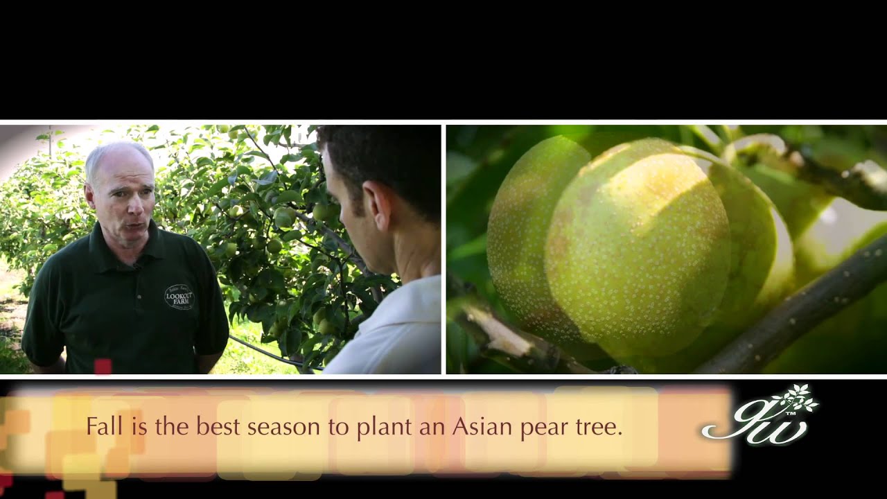 Learning about Asian Pears at Lookout Farm
