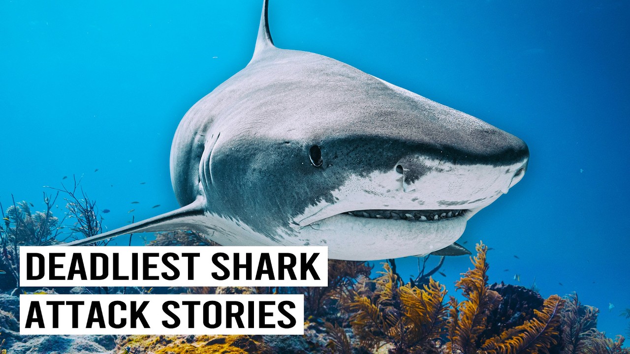 Shark vs Crocodile: Which is the Deadliest Predator?