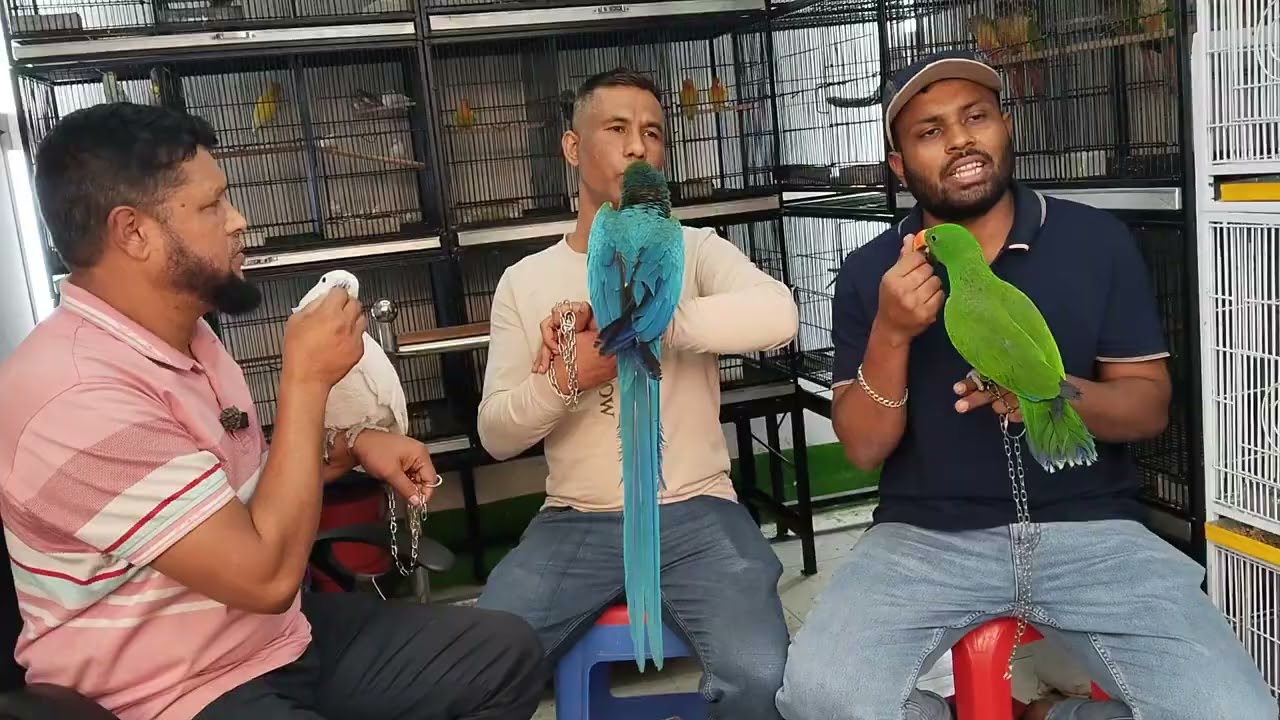 পাখির বাজার থেকে মিরপুরের 