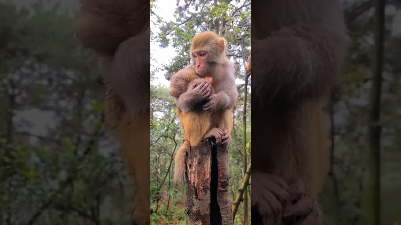 Pitiful abandoned adorable monkeys 71