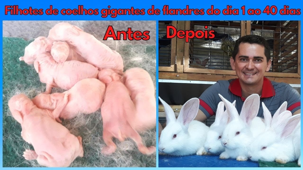 Filhotes de coelho gigante de Flandres do dia 1 ao 40 dias