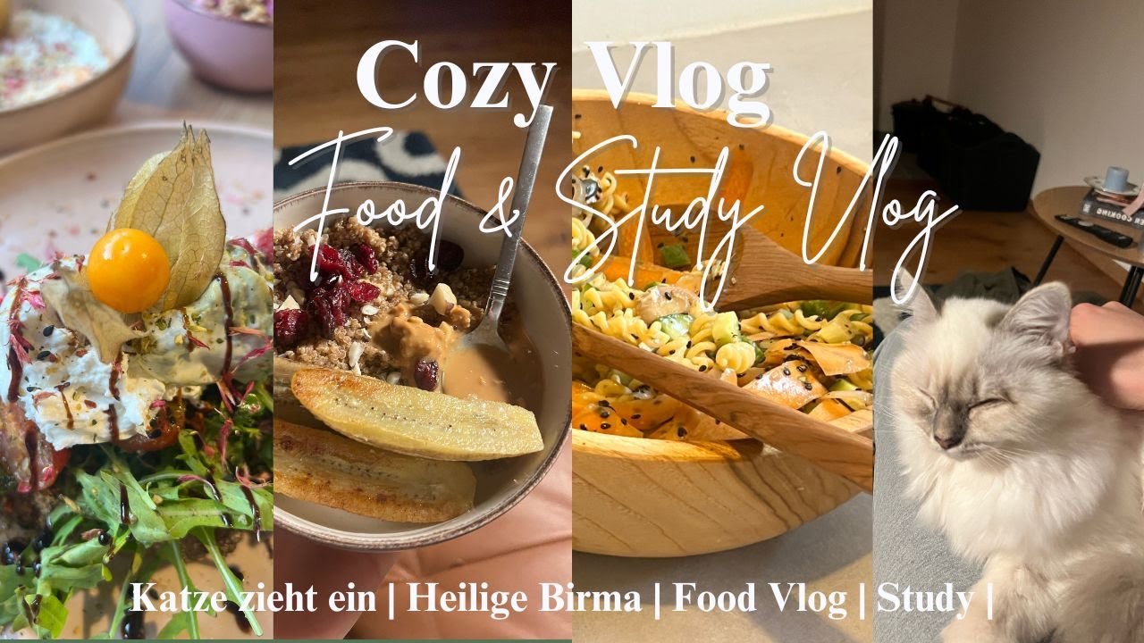Cozy Vlog | Food | Study | meine Katze zieht ein