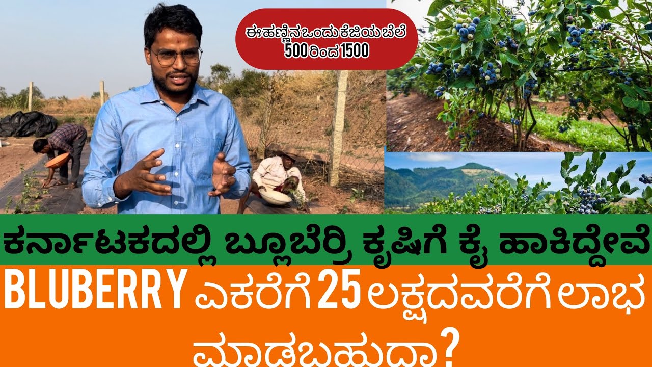 ಬ್ಲೂಬೆರಿಯನ್ನು ಕರ್ನಾಟಕದಲ್ಲಿ ಬೆಳೆಯಬಹುದಾ! #Bluberry #farming  in Karnataka