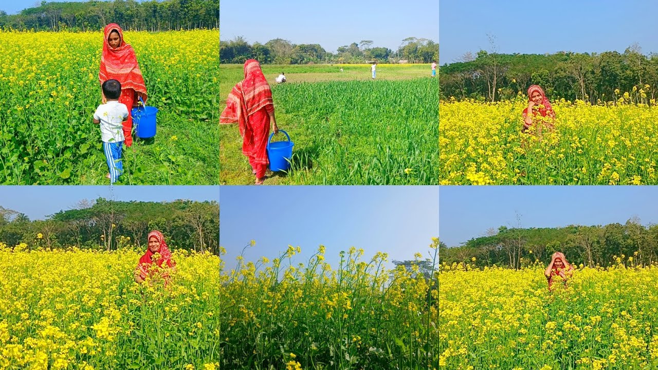 নতুন সরিষা খেতে গিয়ে দেখি সরিষার ফুল হয়ে গিয়েছে আমার ভাইস্তা দেখে পাগলামি শুরু করে দিছে 😡