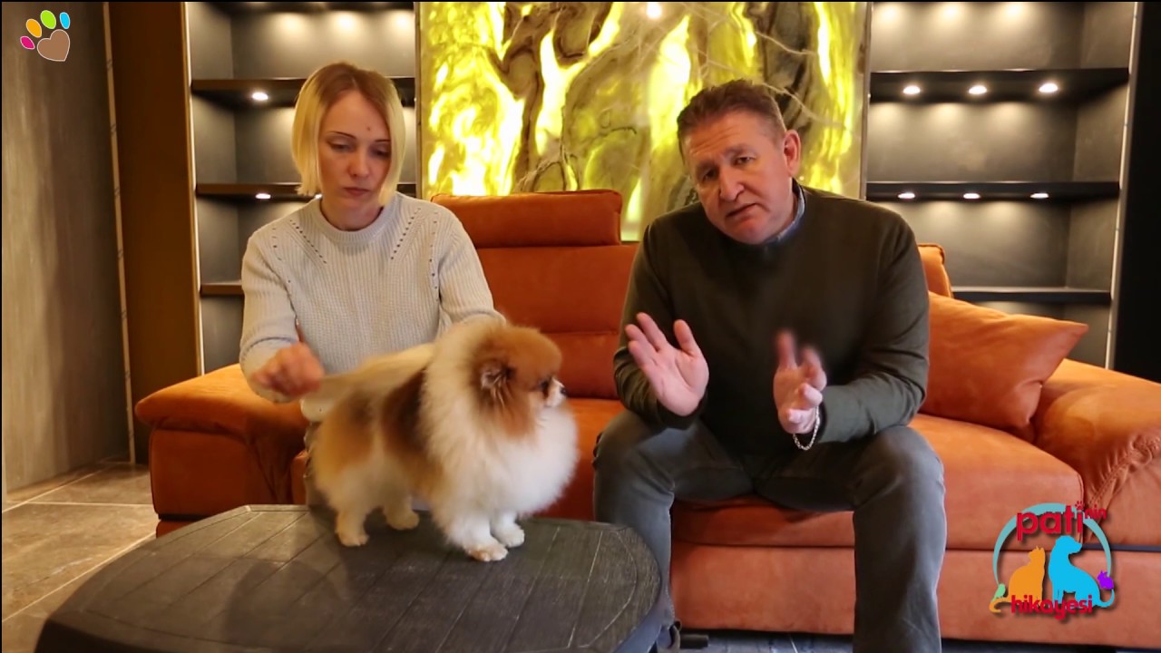 Pomeranian ırkı köpeklerimizi doğru tarama şekilleri nelerdir