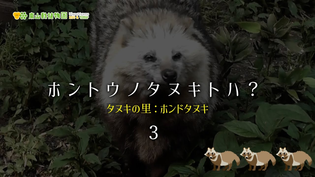 【東山動植物園公式】ホントウノタヌキトハ？＜3＞《 ホンドタヌキ　タヌキ　タヌキの里 》
