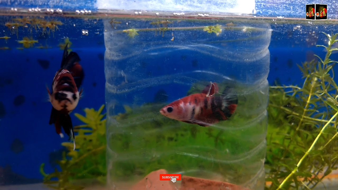My new home breed Galaxy Koi HMPK  pair set do  breeding....
