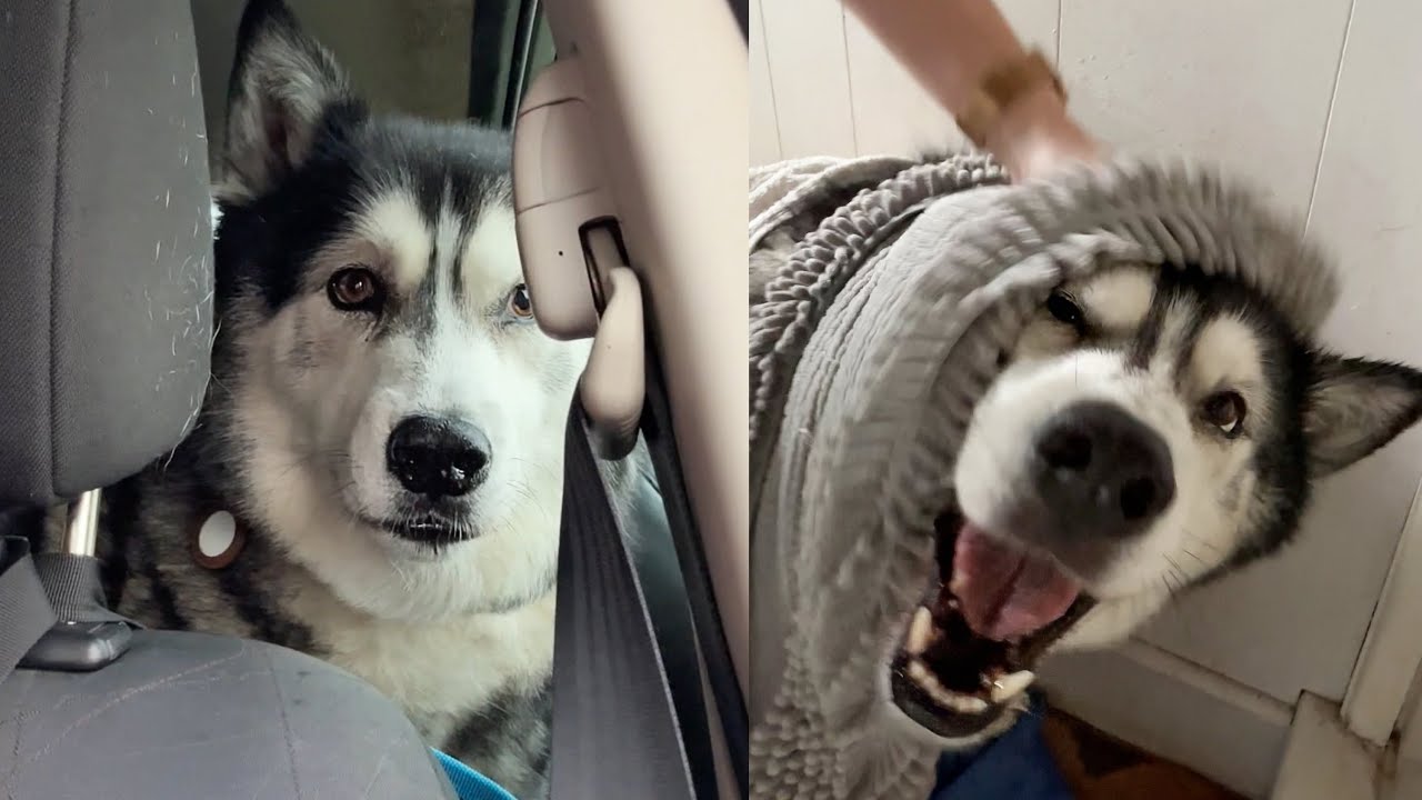 Reluctant Husky Caught in A Storm!