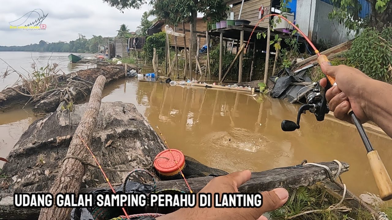 Udang galah di samping perahu lanting