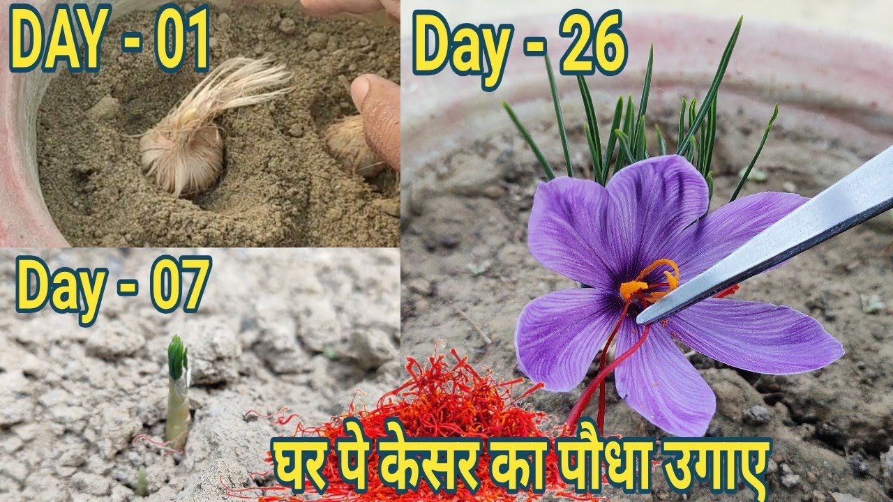 Aise ugae ghar pe 100% asali keshar ( Saffron) ka paudha