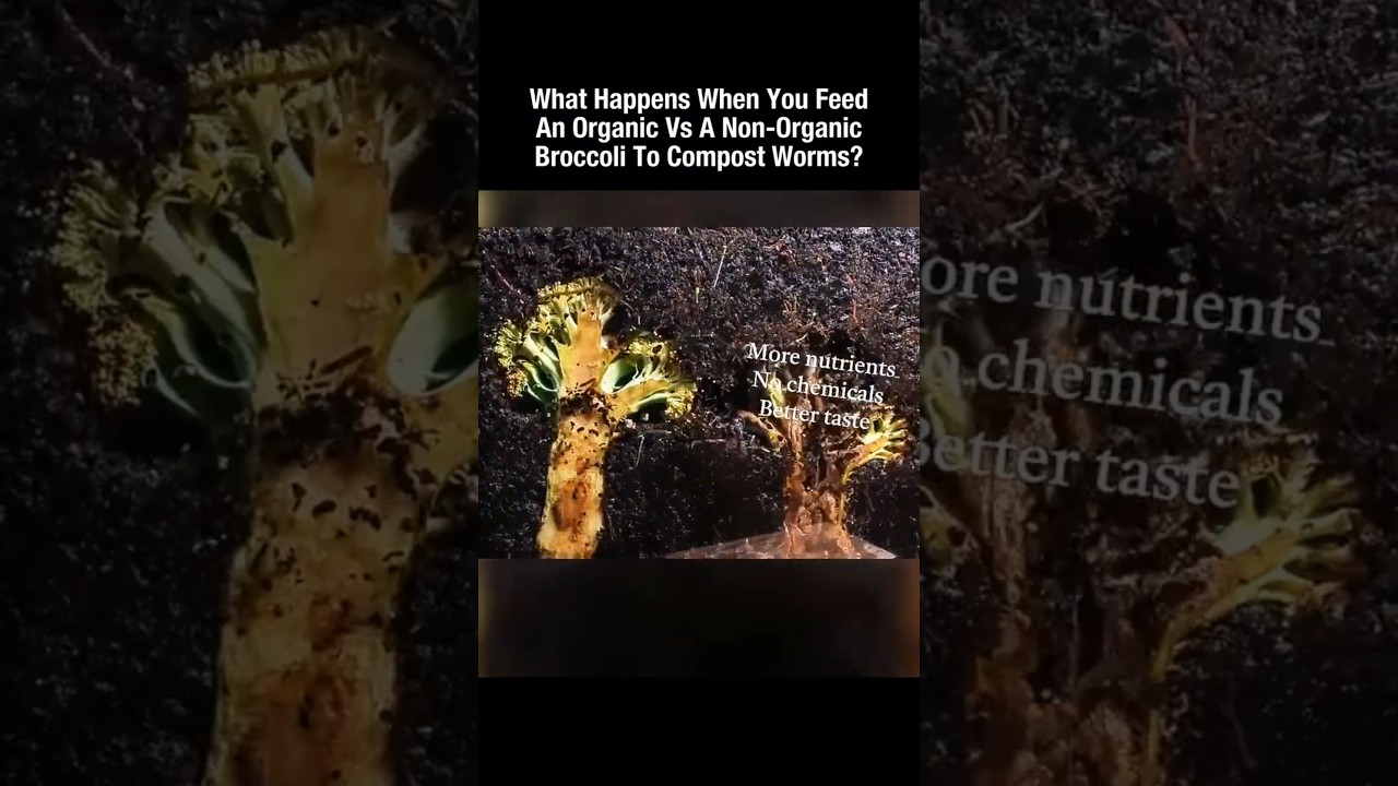 What Happens When You Feed Organic VS. Non-organic broccoli To Compost Worms